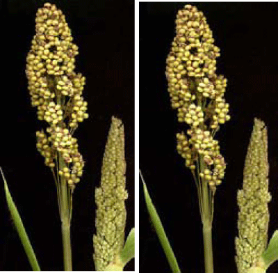 cereal grain is the endosperm
